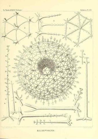 Reproducción/Reproduction 36261565694: Report on the scientific results of the voyage of H.M.S. Challenger during the years 1873-76 under the command of Captain George S. Nares .... Edinburgh :Neill,1880-1895.