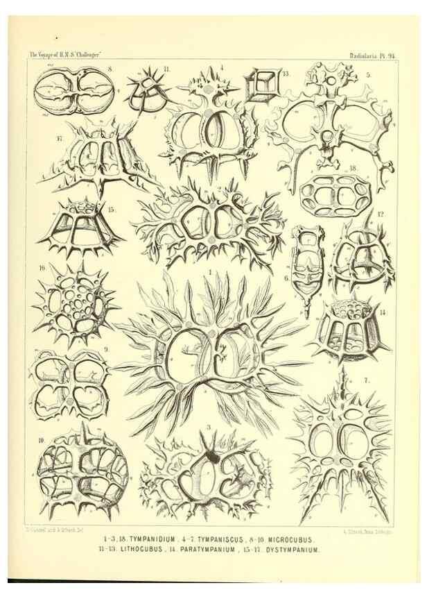 Reproducción/Reproduction 36700345600: Report on the scientific results of the voyage of H.M.S. Challenger during the years 1873-76 under the command of Captain George S. Nares .... Edinburgh :Neill,1880-1895.