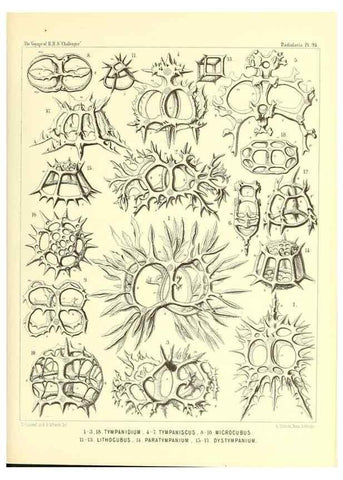Reproducción/Reproduction 36700345600: Report on the scientific results of the voyage of H.M.S. Challenger during the years 1873-76 under the command of Captain George S. Nares .... Edinburgh :Neill,1880-1895.