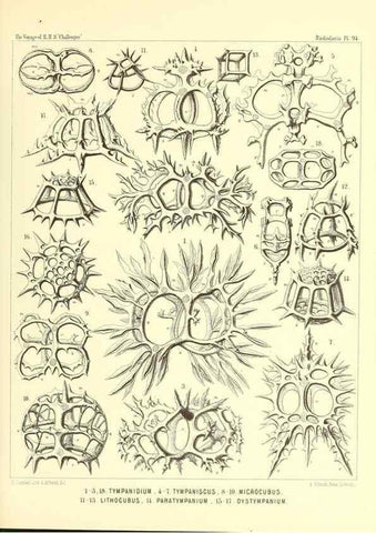Reproducción/Reproduction 36700345600: Report on the scientific results of the voyage of H.M.S. Challenger during the years 1873-76 under the command of Captain George S. Nares .... Edinburgh :Neill,1880-1895.