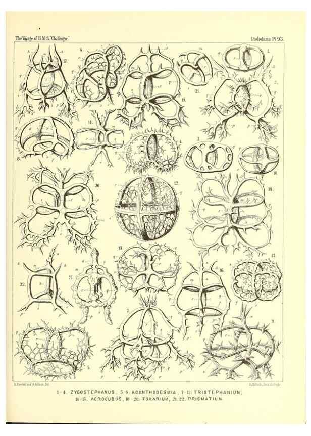 Reproducción/Reproduction 36700344320: Report on the scientific results of the voyage of H.M.S. Challenger during the years 1873-76 under the command of Captain George S. Nares .... Edinburgh :Neill,1880-1895.