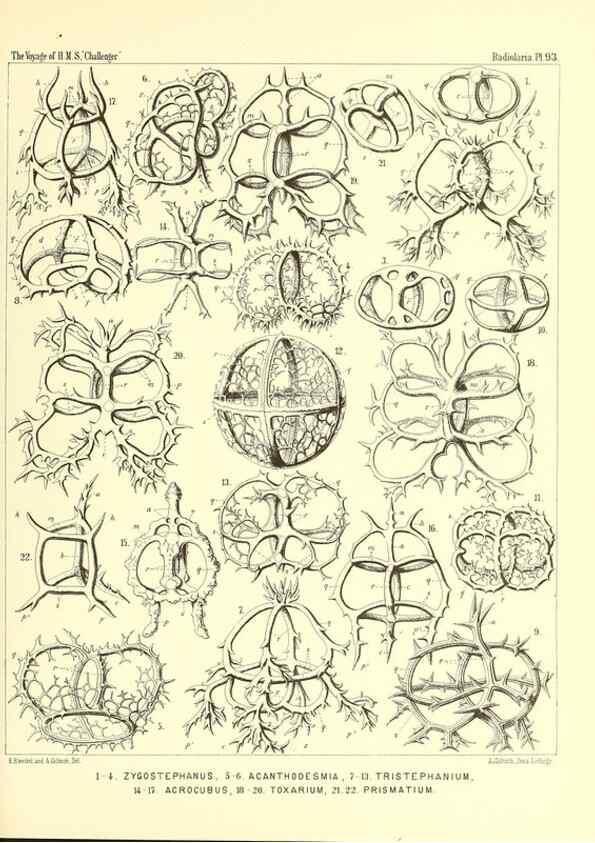 Reproducción/Reproduction 36700344320: Report on the scientific results of the voyage of H.M.S. Challenger during the years 1873-76 under the command of Captain George S. Nares .... Edinburgh :Neill,1880-1895.