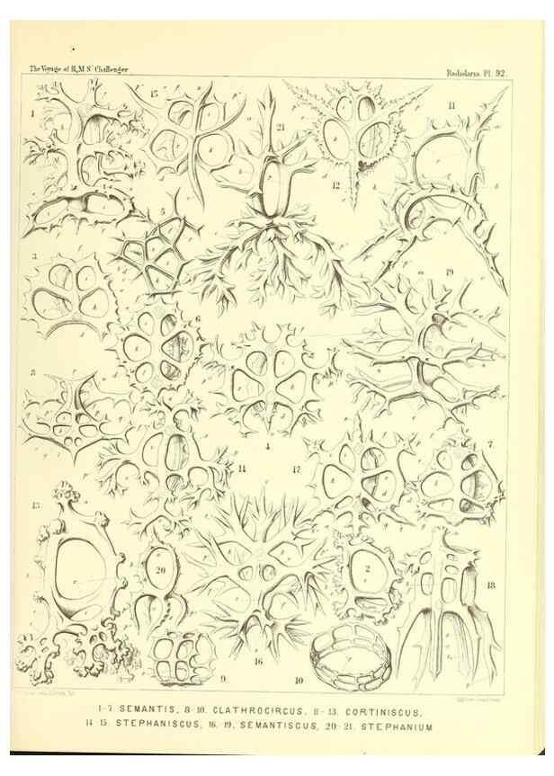 Reproducción/Reproduction 36700342650: Report on the scientific results of the voyage of H.M.S. Challenger during the years 1873-76 under the command of Captain George S. Nares .... Edinburgh :Neill,1880-1895.