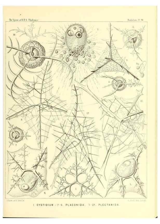 Reproducción/Reproduction 36700340990: Report on the scientific results of the voyage of H.M.S. Challenger during the years 1873-76 under the command of Captain George S. Nares .... Edinburgh :Neill,1880-1895.