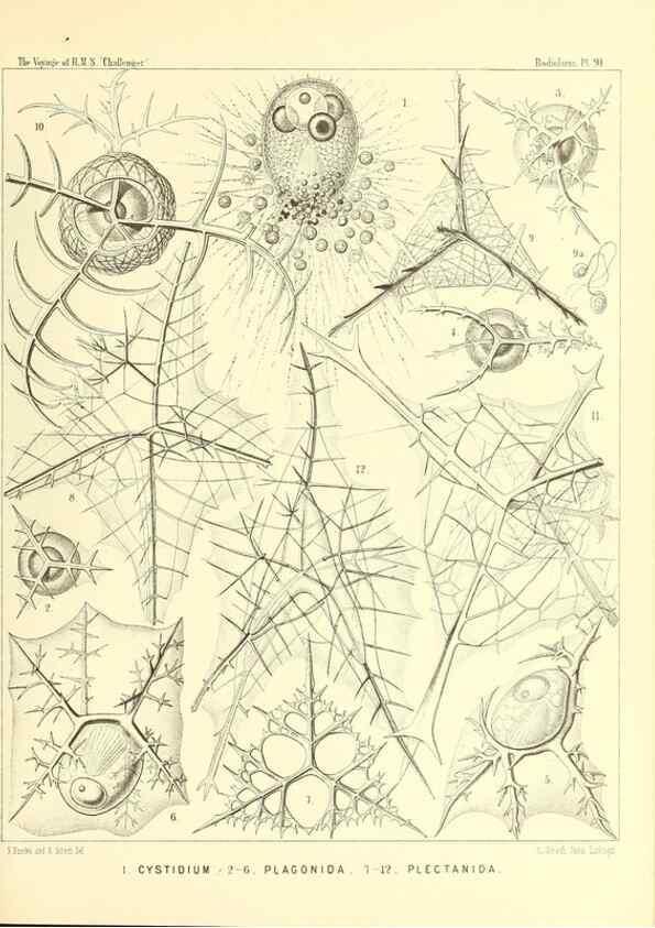 Reproducción/Reproduction 36700340990: Report on the scientific results of the voyage of H.M.S. Challenger during the years 1873-76 under the command of Captain George S. Nares .... Edinburgh :Neill,1880-1895.