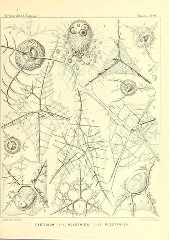 Reproducción/Reproduction 36700340990: Report on the scientific results of the voyage of H.M.S. Challenger during the years 1873-76 under the command of Captain George S. Nares .... Edinburgh :Neill,1880-1895.