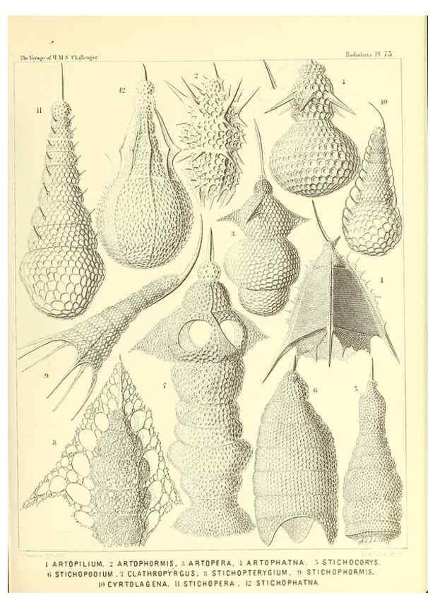 Reproducción/Reproduction 36283729213: Report on the scientific results of the voyage of H.M.S. Challenger during the years 1873-76 under the command of Captain George S. Nares .... Edinburgh :Neill,1880-1895.