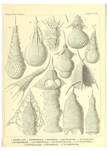 Reproducción/Reproduction 36283729213: Report on the scientific results of the voyage of H.M.S. Challenger during the years 1873-76 under the command of Captain George S. Nares .... Edinburgh :Neill,1880-1895.