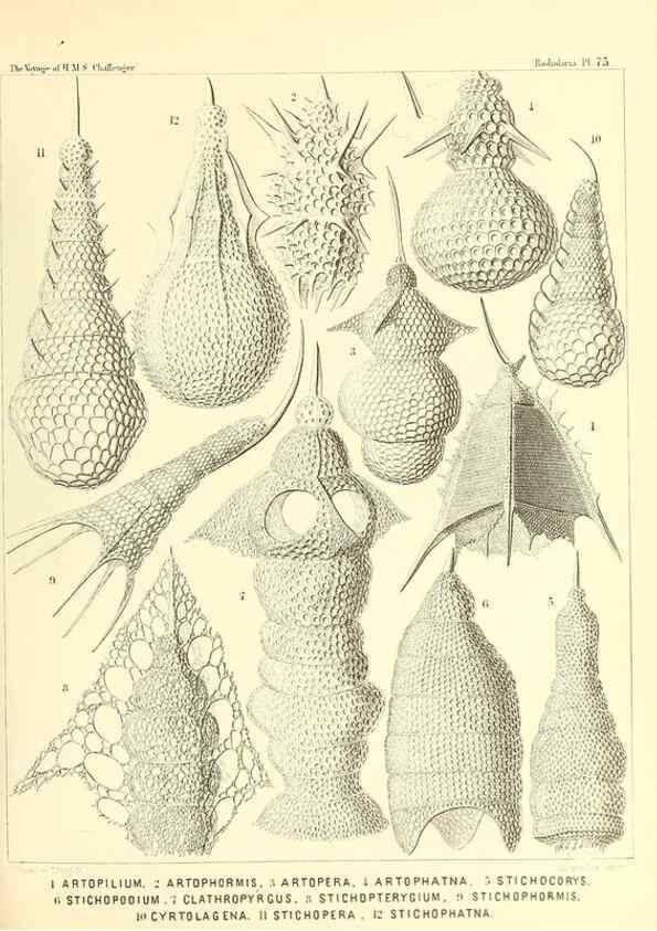 Reproducción/Reproduction 36283729213: Report on the scientific results of the voyage of H.M.S. Challenger during the years 1873-76 under the command of Captain George S. Nares .... Edinburgh :Neill,1880-1895.