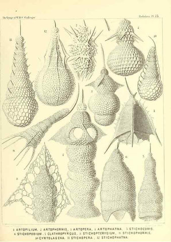 Reproducción/Reproduction 36283729213: Report on the scientific results of the voyage of H.M.S. Challenger during the years 1873-76 under the command of Captain George S. Nares .... Edinburgh :Neill,1880-1895.