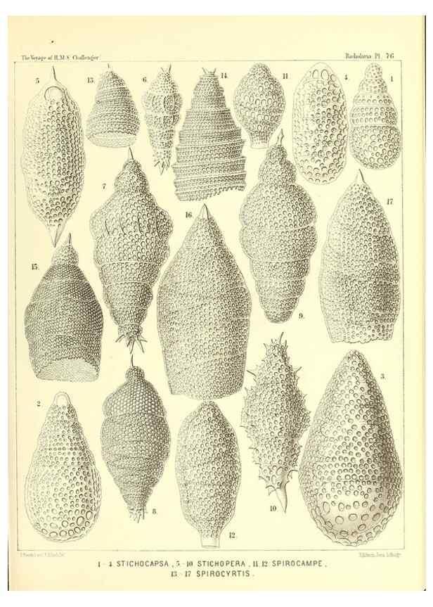 Reproducción/Reproduction 36283730343: Report on the scientific results of the voyage of H.M.S. Challenger during the years 1873-76 under the command of Captain George S. Nares .... Edinburgh :Neill,1880-1895.