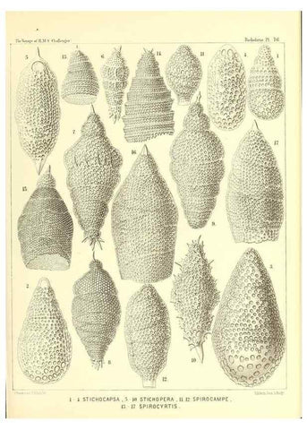 Reproducción/Reproduction 36283730343: Report on the scientific results of the voyage of H.M.S. Challenger during the years 1873-76 under the command of Captain George S. Nares .... Edinburgh :Neill,1880-1895.