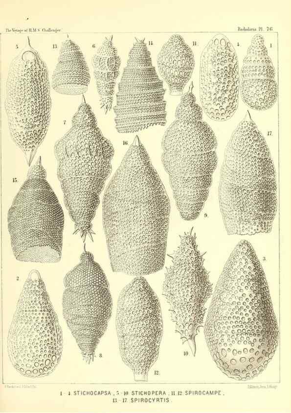 Reproducción/Reproduction 36283730343: Report on the scientific results of the voyage of H.M.S. Challenger during the years 1873-76 under the command of Captain George S. Nares .... Edinburgh :Neill,1880-1895.