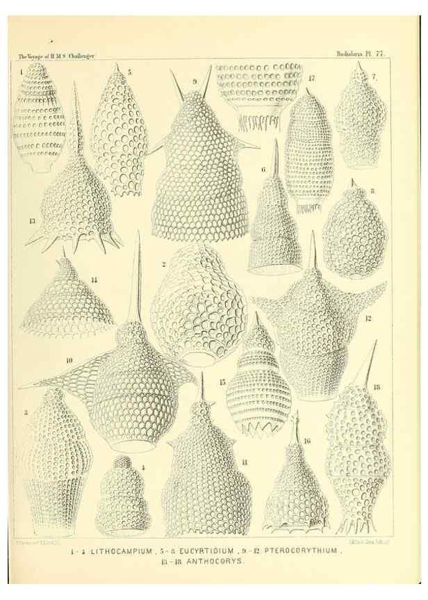 Reproducción/Reproduction 37096645925: Report on the scientific results of the voyage of H.M.S. Challenger during the years 1873-76 under the command of Captain George S. Nares .... Edinburgh :Neill,1880-1895.