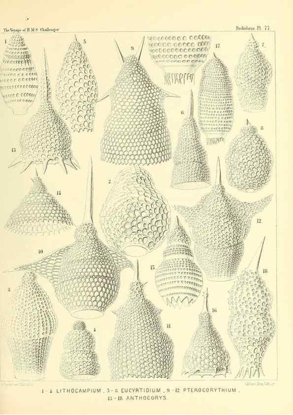 Reproducción/Reproduction 37096645925: Report on the scientific results of the voyage of H.M.S. Challenger during the years 1873-76 under the command of Captain George S. Nares .... Edinburgh :Neill,1880-1895.
