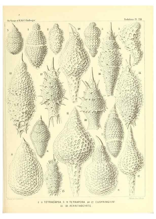 Reproducción/Reproduction 37096647565: Report on the scientific results of the voyage of H.M.S. Challenger during the years 1873-76 under the command of Captain George S. Nares .... Edinburgh :Neill,1880-1895.