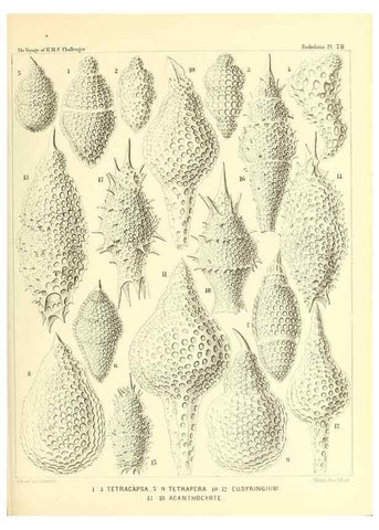 Reproducción/Reproduction 37096647565: Report on the scientific results of the voyage of H.M.S. Challenger during the years 1873-76 under the command of Captain George S. Nares .... Edinburgh :Neill,1880-1895.