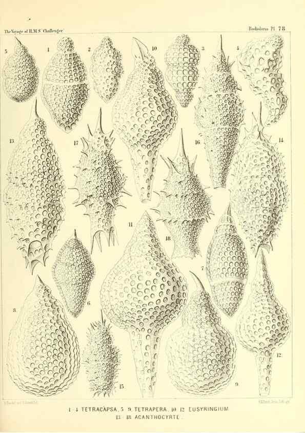 Reproducción/Reproduction 37096647565: Report on the scientific results of the voyage of H.M.S. Challenger during the years 1873-76 under the command of Captain George S. Nares .... Edinburgh :Neill,1880-1895.