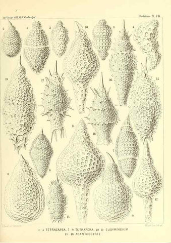 Reproducción/Reproduction 37096647565: Report on the scientific results of the voyage of H.M.S. Challenger during the years 1873-76 under the command of Captain George S. Nares .... Edinburgh :Neill,1880-1895.