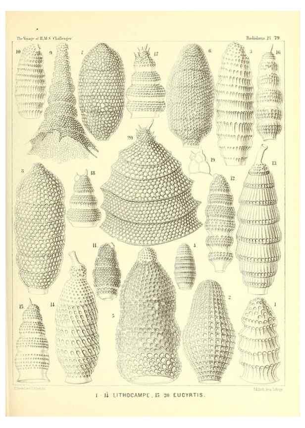 Reproducción/Reproduction 36955141291: Report on the scientific results of the voyage of H.M.S. Challenger during the years 1873-76 under the command of Captain George S. Nares .... Edinburgh :Neill,1880-1895.
