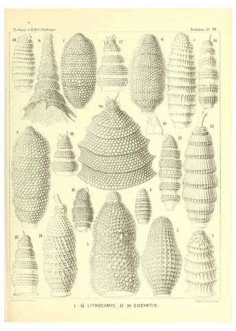Reproducción/Reproduction 36955141291: Report on the scientific results of the voyage of H.M.S. Challenger during the years 1873-76 under the command of Captain George S. Nares .... Edinburgh :Neill,1880-1895.
