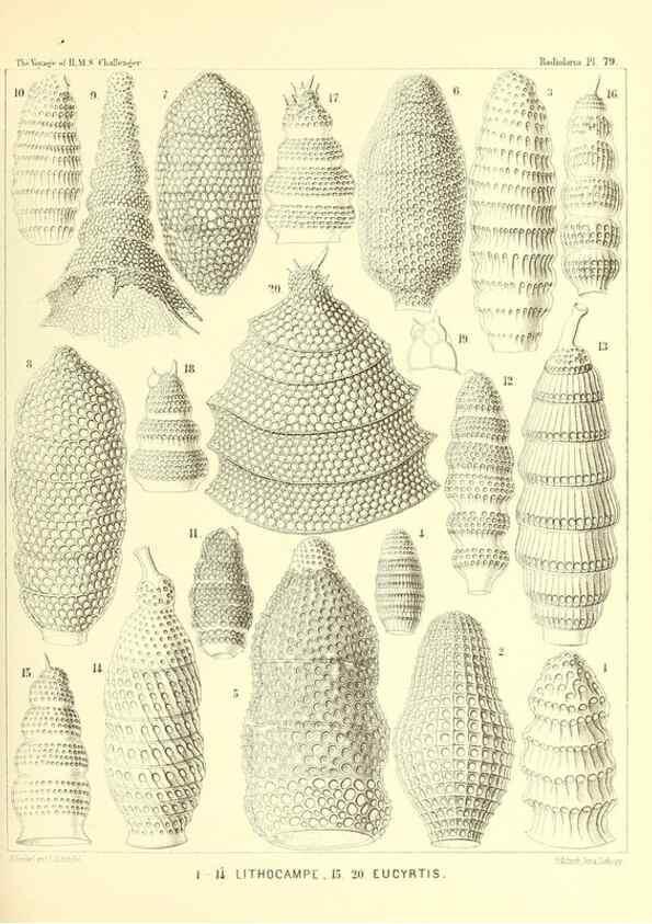 Reproducción/Reproduction 36955141291: Report on the scientific results of the voyage of H.M.S. Challenger during the years 1873-76 under the command of Captain George S. Nares .... Edinburgh :Neill,1880-1895.