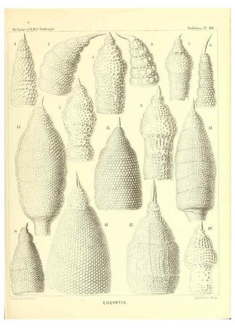 Reproducción/Reproduction 36955143111: Report on the scientific results of the voyage of H.M.S. Challenger during the years 1873-76 under the command of Captain George S. Nares .... Edinburgh :Neill,1880-1895.