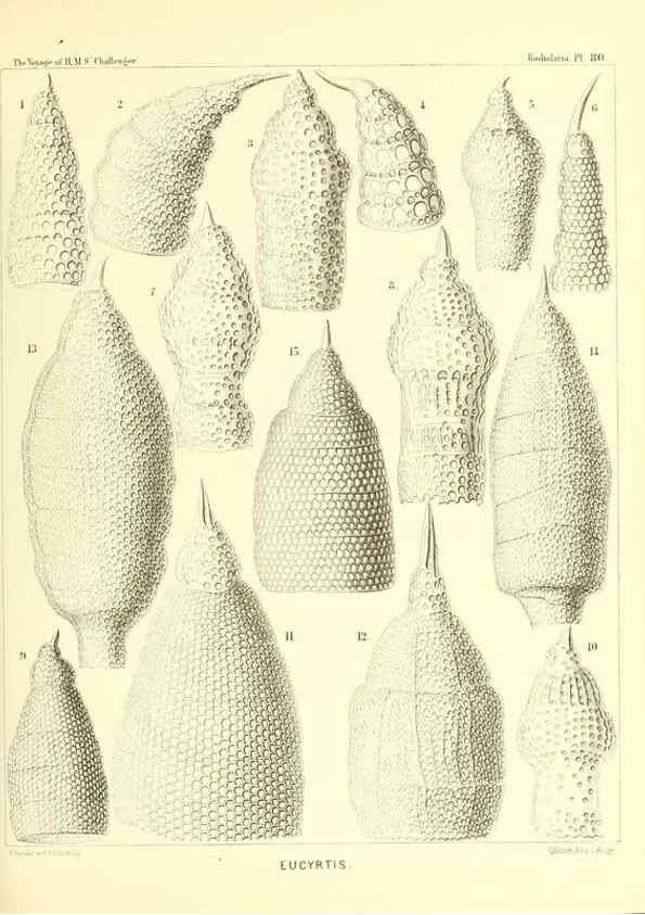 Reproducción/Reproduction 36955143111: Report on the scientific results of the voyage of H.M.S. Challenger during the years 1873-76 under the command of Captain George S. Nares .... Edinburgh :Neill,1880-1895.