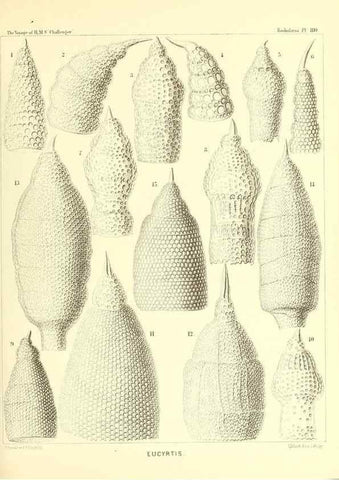 Reproducción/Reproduction 36955143111: Report on the scientific results of the voyage of H.M.S. Challenger during the years 1873-76 under the command of Captain George S. Nares .... Edinburgh :Neill,1880-1895.