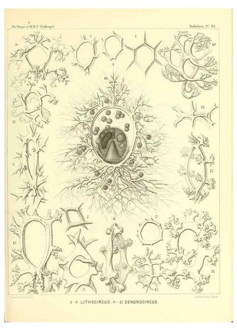 Reproducción/Reproduction 36955144971: Report on the scientific results of the voyage of H.M.S. Challenger during the years 1873-76 under the command of Captain George S. Nares .... Edinburgh :Neill,1880-1895.