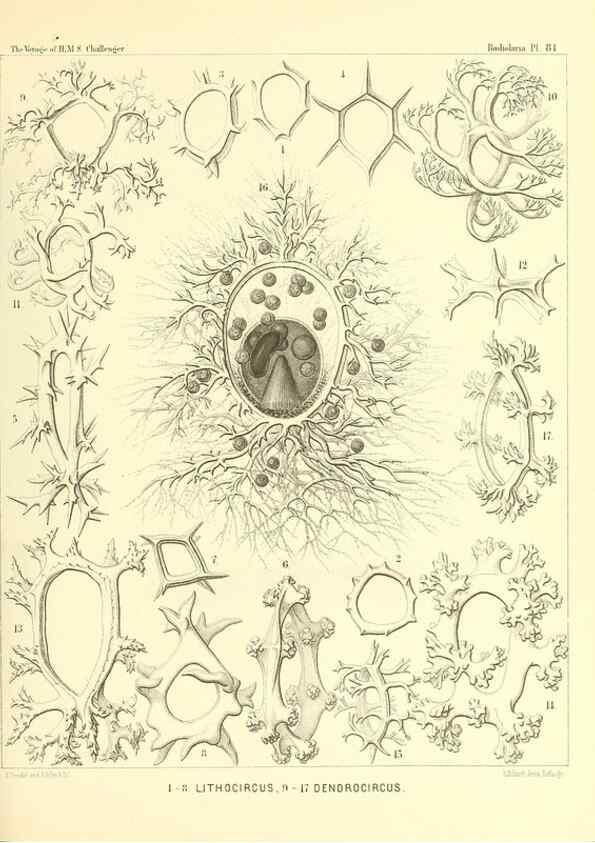 Reproducción/Reproduction 36955144971: Report on the scientific results of the voyage of H.M.S. Challenger during the years 1873-76 under the command of Captain George S. Nares .... Edinburgh :Neill,1880-1895.