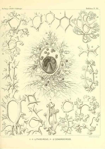 Reproducción/Reproduction 36955144971: Report on the scientific results of the voyage of H.M.S. Challenger during the years 1873-76 under the command of Captain George S. Nares .... Edinburgh :Neill,1880-1895.