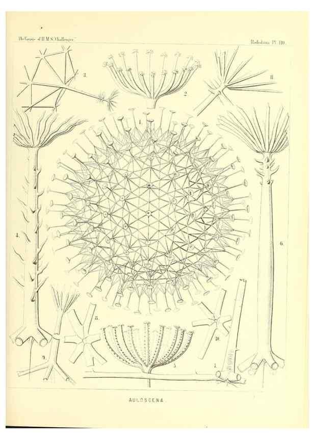 Reproducción/Reproduction 36261566864: Report on the scientific results of the voyage of H.M.S. Challenger during the years 1873-76 under the command of Captain George S. Nares .... Edinburgh :Neill,1880-1895.
