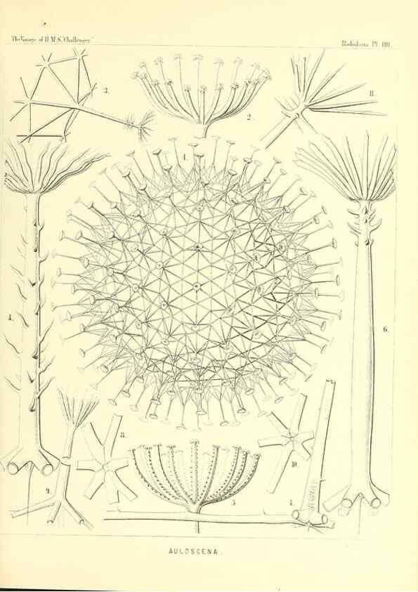 Reproducción/Reproduction 36261566864: Report on the scientific results of the voyage of H.M.S. Challenger during the years 1873-76 under the command of Captain George S. Nares .... Edinburgh :Neill,1880-1895.