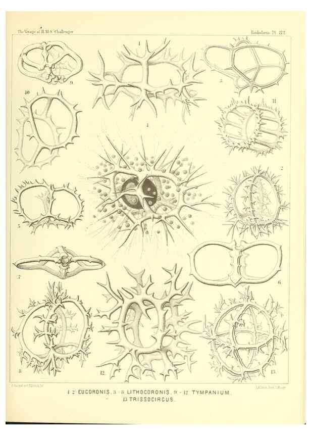 Reproducción/Reproduction 36955146511: Report on the scientific results of the voyage of H.M.S. Challenger during the years 1873-76 under the command of Captain George S. Nares .... Edinburgh :Neill,1880-1895.