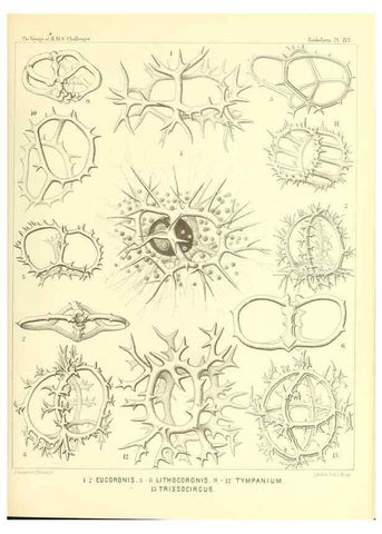 Reproducción/Reproduction 36955146511: Report on the scientific results of the voyage of H.M.S. Challenger during the years 1873-76 under the command of Captain George S. Nares .... Edinburgh :Neill,1880-1895.