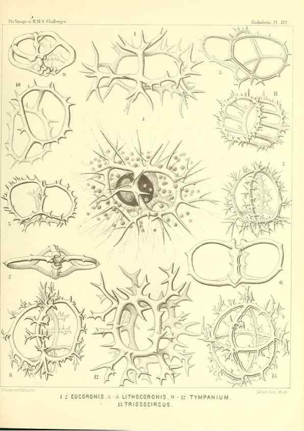 Reproducción/Reproduction 36955146511: Report on the scientific results of the voyage of H.M.S. Challenger during the years 1873-76 under the command of Captain George S. Nares .... Edinburgh :Neill,1880-1895.