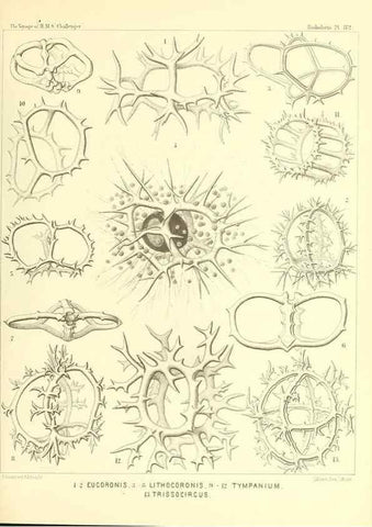 Reproducción/Reproduction 36955146511: Report on the scientific results of the voyage of H.M.S. Challenger during the years 1873-76 under the command of Captain George S. Nares .... Edinburgh :Neill,1880-1895.