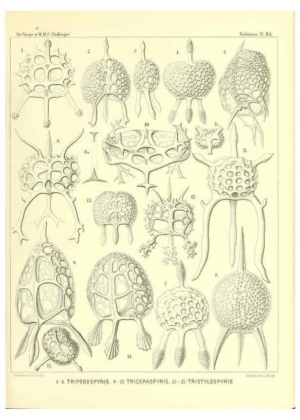 Reproducción/Reproduction 36955149501: Report on the scientific results of the voyage of H.M.S. Challenger during the years 1873-76 under the command of Captain George S. Nares .... Edinburgh :Neill,1880-1895.