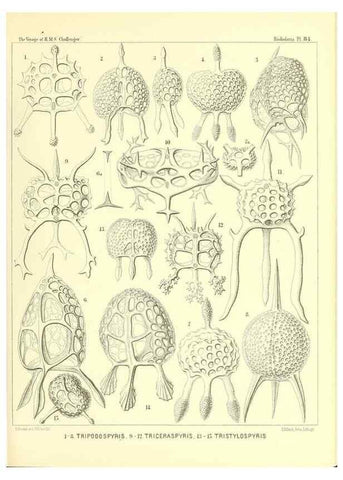 Reproducción/Reproduction 36955149501: Report on the scientific results of the voyage of H.M.S. Challenger during the years 1873-76 under the command of Captain George S. Nares .... Edinburgh :Neill,1880-1895.