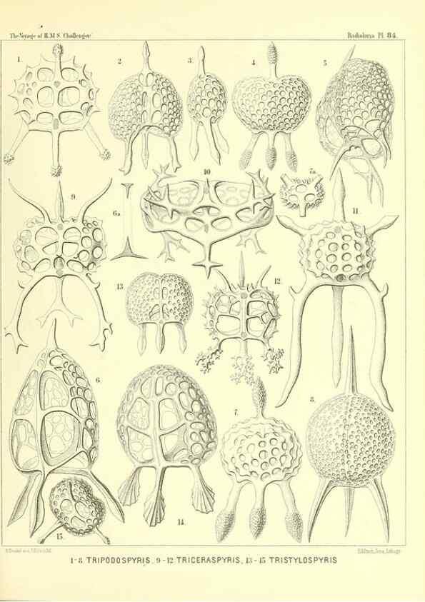 Reproducción/Reproduction 36955149501: Report on the scientific results of the voyage of H.M.S. Challenger during the years 1873-76 under the command of Captain George S. Nares .... Edinburgh :Neill,1880-1895.