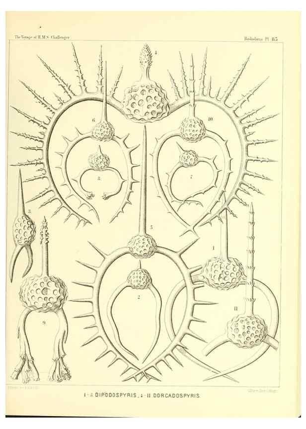 Reproducción/Reproduction 36955150851: Report on the scientific results of the voyage of H.M.S. Challenger during the years 1873-76 under the command of Captain George S. Nares .... Edinburgh :Neill,1880-1895.