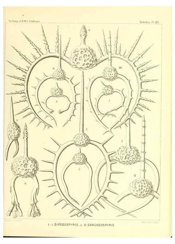Reproducción/Reproduction 36955150851: Report on the scientific results of the voyage of H.M.S. Challenger during the years 1873-76 under the command of Captain George S. Nares .... Edinburgh :Neill,1880-1895.