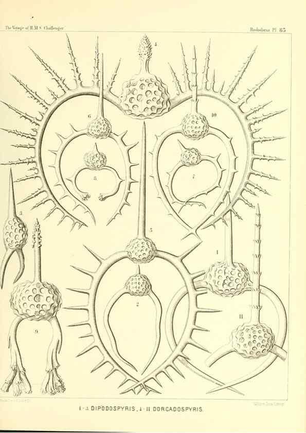 Reproducción/Reproduction 36955150851: Report on the scientific results of the voyage of H.M.S. Challenger during the years 1873-76 under the command of Captain George S. Nares .... Edinburgh :Neill,1880-1895.