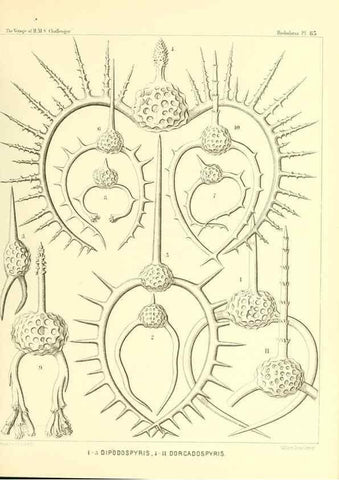 Reproducción/Reproduction 36955150851: Report on the scientific results of the voyage of H.M.S. Challenger during the years 1873-76 under the command of Captain George S. Nares .... Edinburgh :Neill,1880-1895.