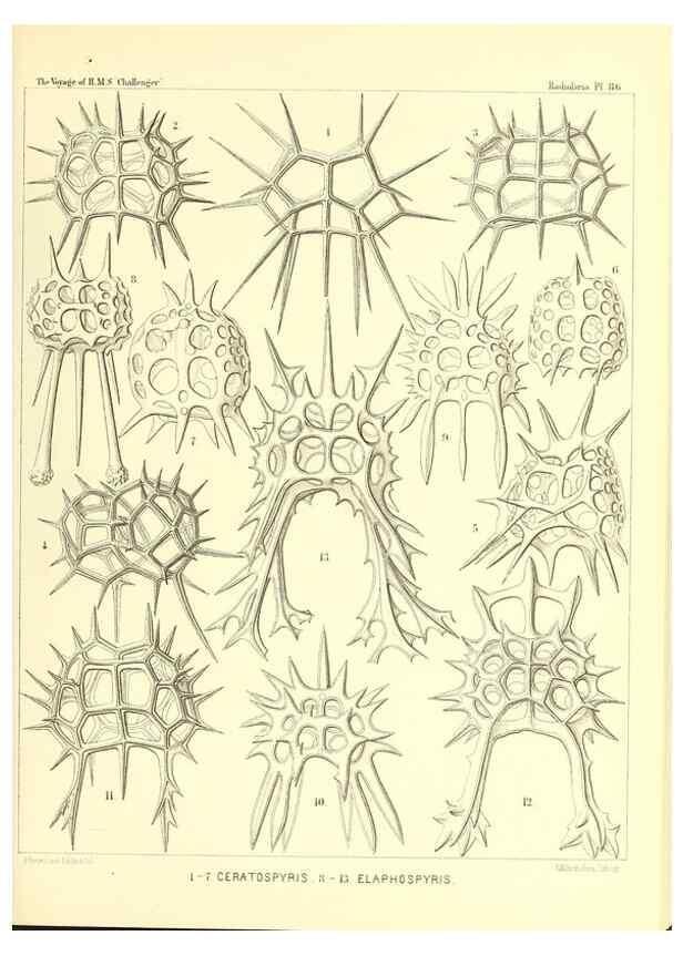 Reproducción/Reproduction 36955152371: Report on the scientific results of the voyage of H.M.S. Challenger during the years 1873-76 under the command of Captain George S. Nares .... Edinburgh :Neill,1880-1895.