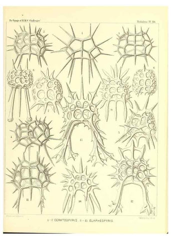 Reproducción/Reproduction 36955152371: Report on the scientific results of the voyage of H.M.S. Challenger during the years 1873-76 under the command of Captain George S. Nares .... Edinburgh :Neill,1880-1895.