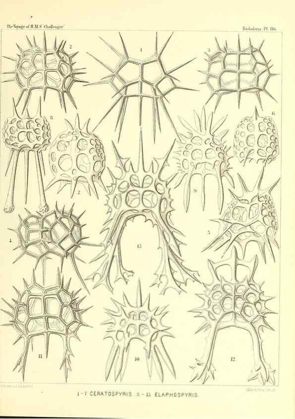 Reproducción/Reproduction 36955152371: Report on the scientific results of the voyage of H.M.S. Challenger during the years 1873-76 under the command of Captain George S. Nares .... Edinburgh :Neill,1880-1895.