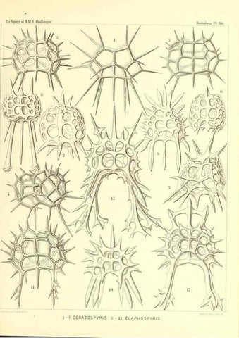 Reproducción/Reproduction 36955152371: Report on the scientific results of the voyage of H.M.S. Challenger during the years 1873-76 under the command of Captain George S. Nares .... Edinburgh :Neill,1880-1895.