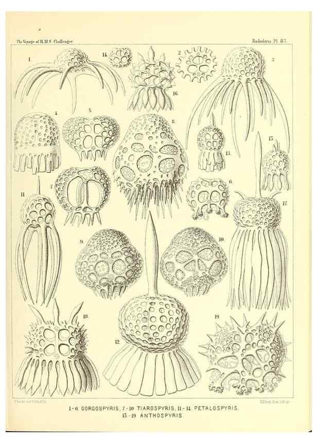 Reproducción/Reproduction 36700335920: Report on the scientific results of the voyage of H.M.S. Challenger during the years 1873-76 under the command of Captain George S. Nares .... Edinburgh :Neill,1880-1895.